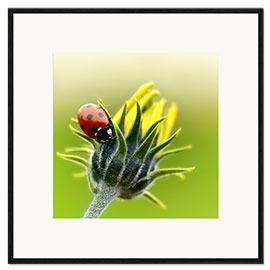 Ingelijste kunstdruk Ladybug