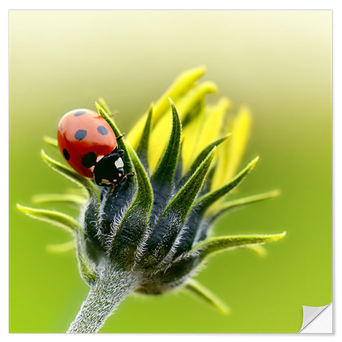 Selvklæbende plakat Ladybug