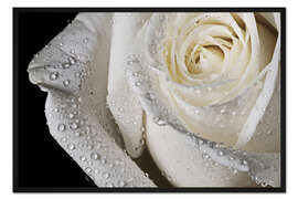 Gerahmter Kunstdruck Weiße Rose