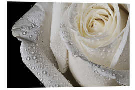 PVC print white rose