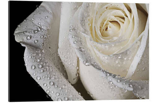 Gallery print white rose