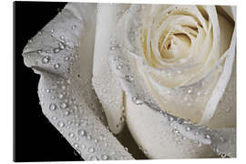 Gallery print white rose