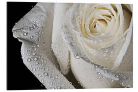 Magnettafel Weiße Rose