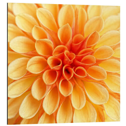 Stampa su alluminio Yellow Dahlia