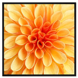 Gerahmter Kunstdruck Dahlie Gelb