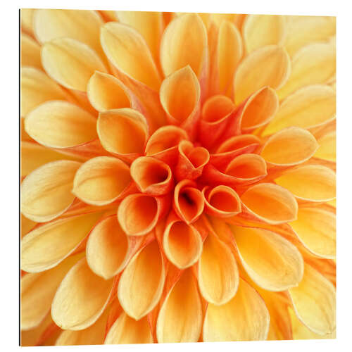 Gallery print Yellow Dahlia