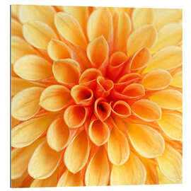 Tableau en plexi-alu Yellow Dahlia