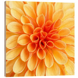 Wood print Yellow Dahlia