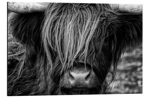 Aluminium print Scottish Highland Cattle