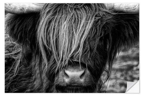 Wall sticker Scottish Highland Cattle