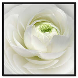Gerahmter Kunstdruck Ranunkel Weiß