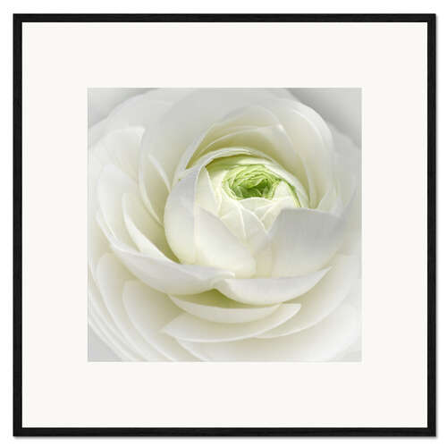 Framed art print Ranuncula White