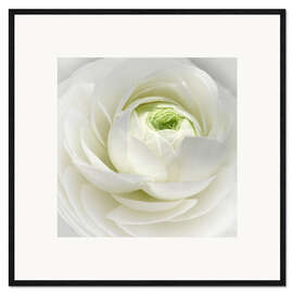 Framed art print Ranuncula White