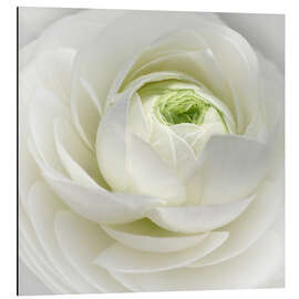 Magnettafel Ranunkel Weiß