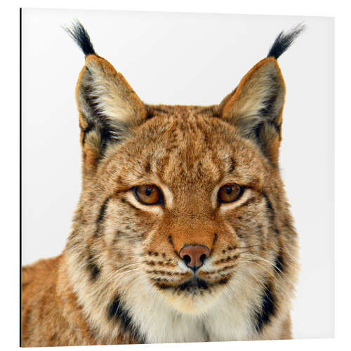 Alubild Luchs - Portrait