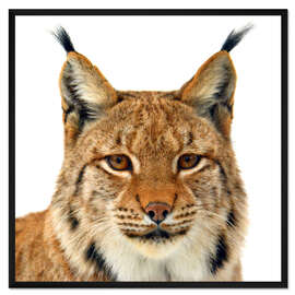 Gerahmter Kunstdruck Luchs - Portrait
