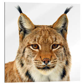 Gallery print lynx - portrait