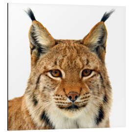 Magnettafel Luchs - Portrait