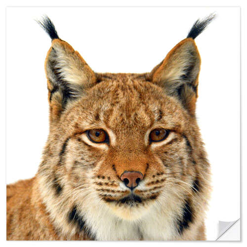 Wandsticker Luchs - Portrait