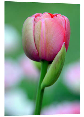 Akrylglastavla tulip