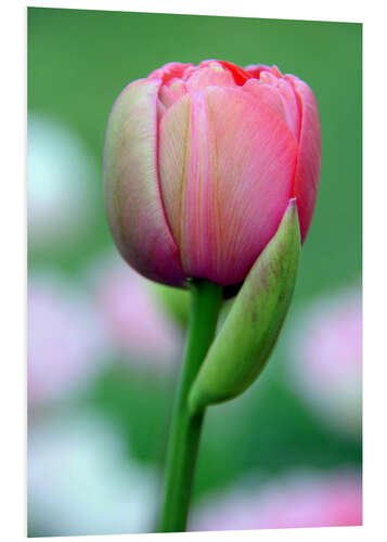 Foam board print tulip