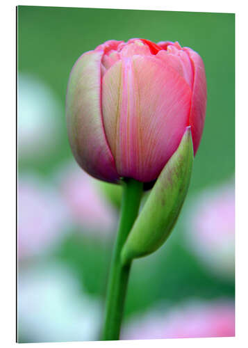 Gallery print tulip