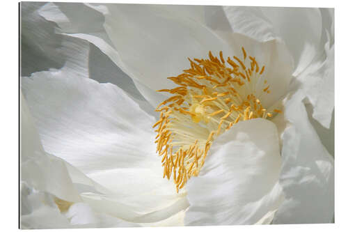 Gallery print Peony