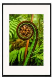 Gerahmter Kunstdruck Farne Neuseeland Pazifik