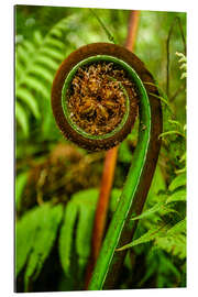 Gallery print Ferns New Zealand Pacific