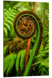 Magnettafel Farne Neuseeland Pazifik