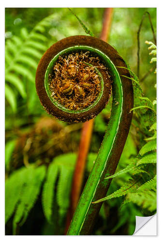 Vinilo para la pared Ferns New Zealand Pacific