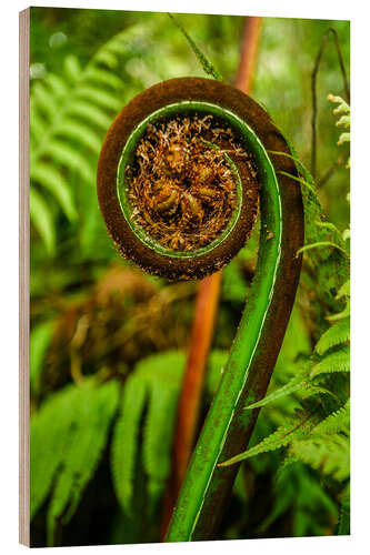 Puutaulu Ferns New Zealand Pacific