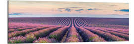 Cuadro de aluminio Panorama del campo de lavanda, Provenza