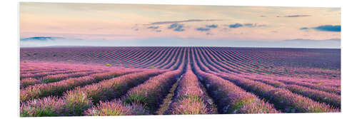 Foam board print Lavender field panorama, Provence