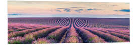 Foam board print Lavender field panorama, Provence