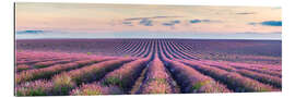 Gallery print Lavender field panorama, Provence