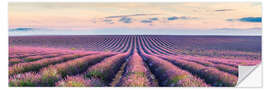 Naklejka na ścianę Lavender field panorama, Provence