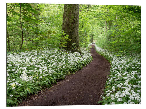 Aluminium print Path through the Forest full of Wild Garlic