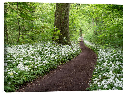 Canvas print Path through the Forest full of Wild Garlic