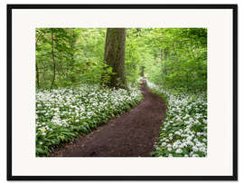 Gerahmter Kunstdruck Pfad durch den Wald voller Bärlauch