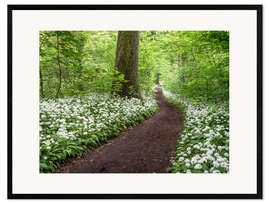 Gerahmter Kunstdruck Pfad durch den Wald voller Bärlauch