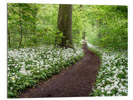 Galleriataulu Path through the Forest full of Wild Garlic