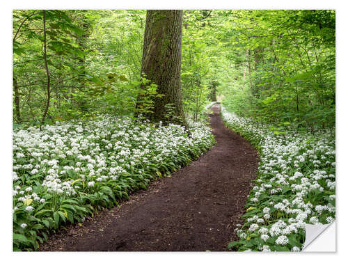 Selvklebende plakat Path through the Forest full of Wild Garlic