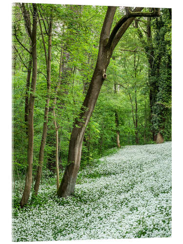 Acrylic print Forest during Spring with everything covered by Wild Garlic