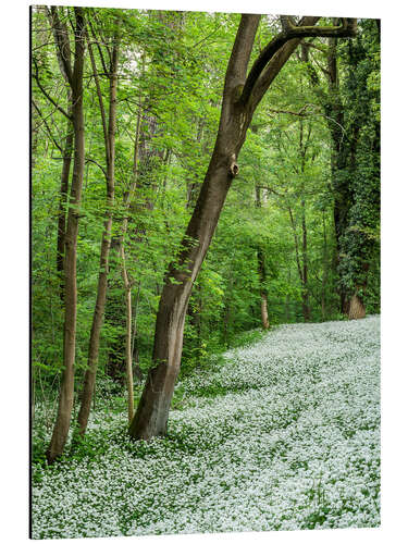 Print på aluminium Forest during Spring with everything covered by Wild Garlic