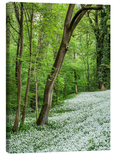 Tableau sur toile Forêt au printemps dont le sol est couvert d'ail des ours