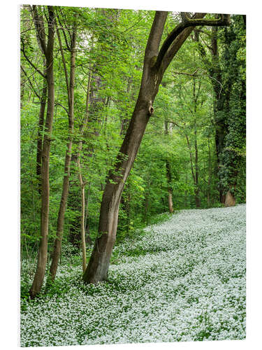 Tableau en PVC Forêt au printemps dont le sol est couvert d'ail des ours