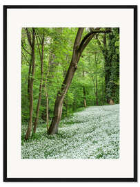 Gerahmter Kunstdruck Wald im Frühling mit dem Boden voller Bärlauch