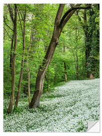 Wandsticker Wald im Frühling mit dem Boden voller Bärlauch