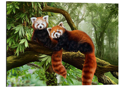 Alubild Rote Pandas